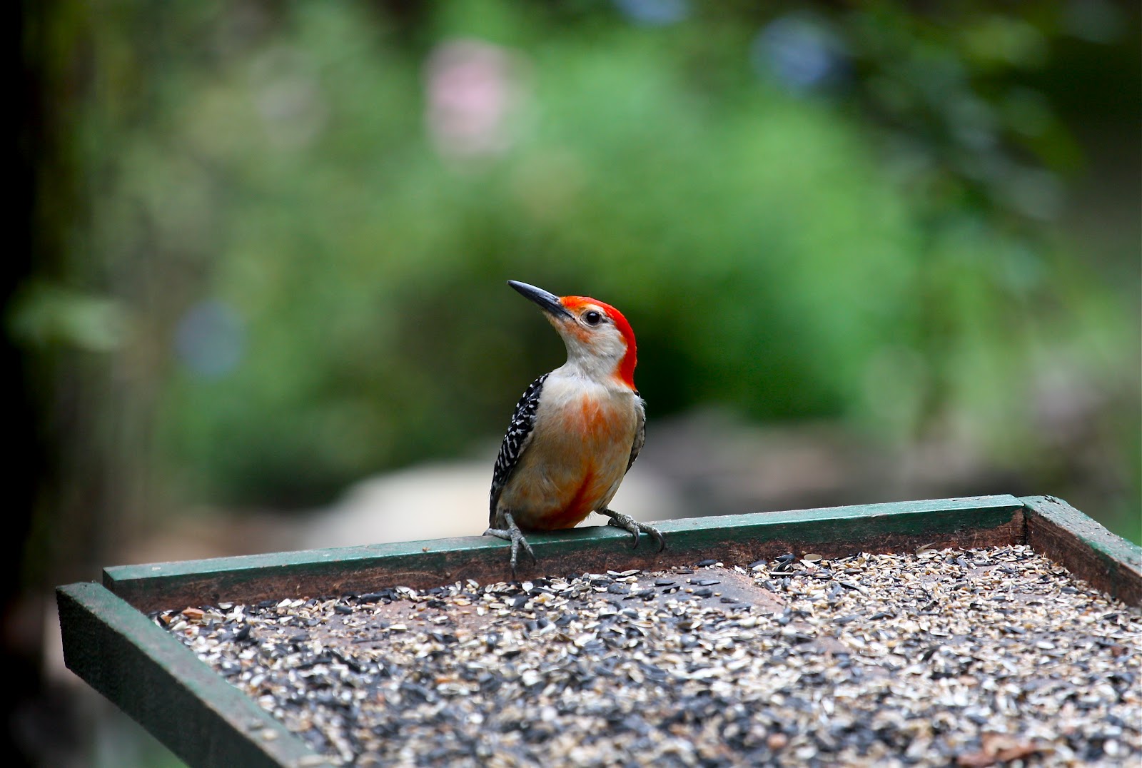 Sweet Southern Days Tallahassee Wildlife