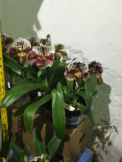 , Orchidee dal mondo – 2016 – Monteporzio Catone, diarid'orchidee