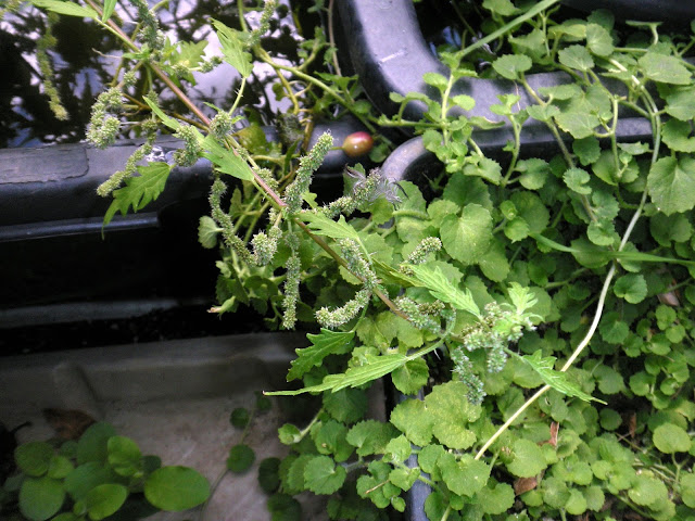 Urtica cannabina