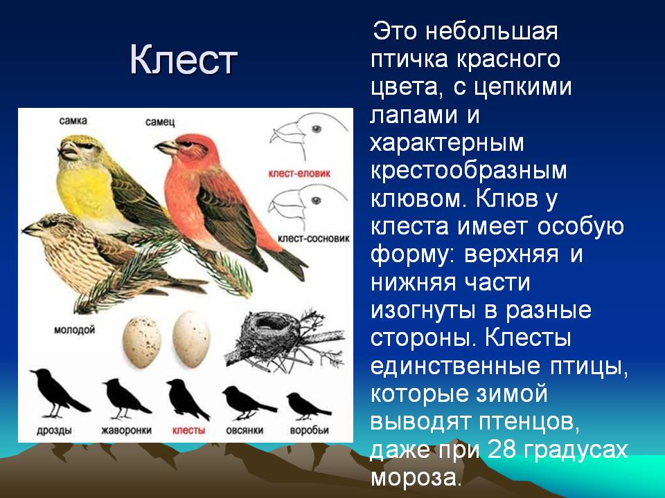 Доклад на тему класс птицы. Клест экологическая группа птиц. Клест еловик информация. Клест интересные факты. Клест описание.