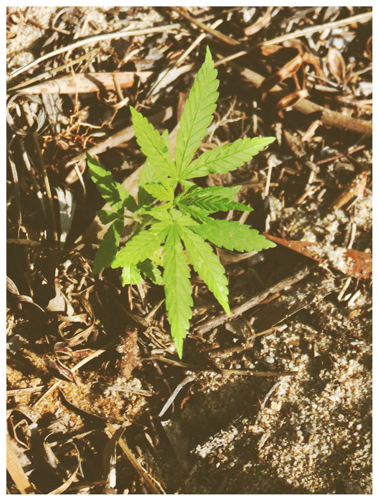 Fotos de faso mariguana plantas de marihuana