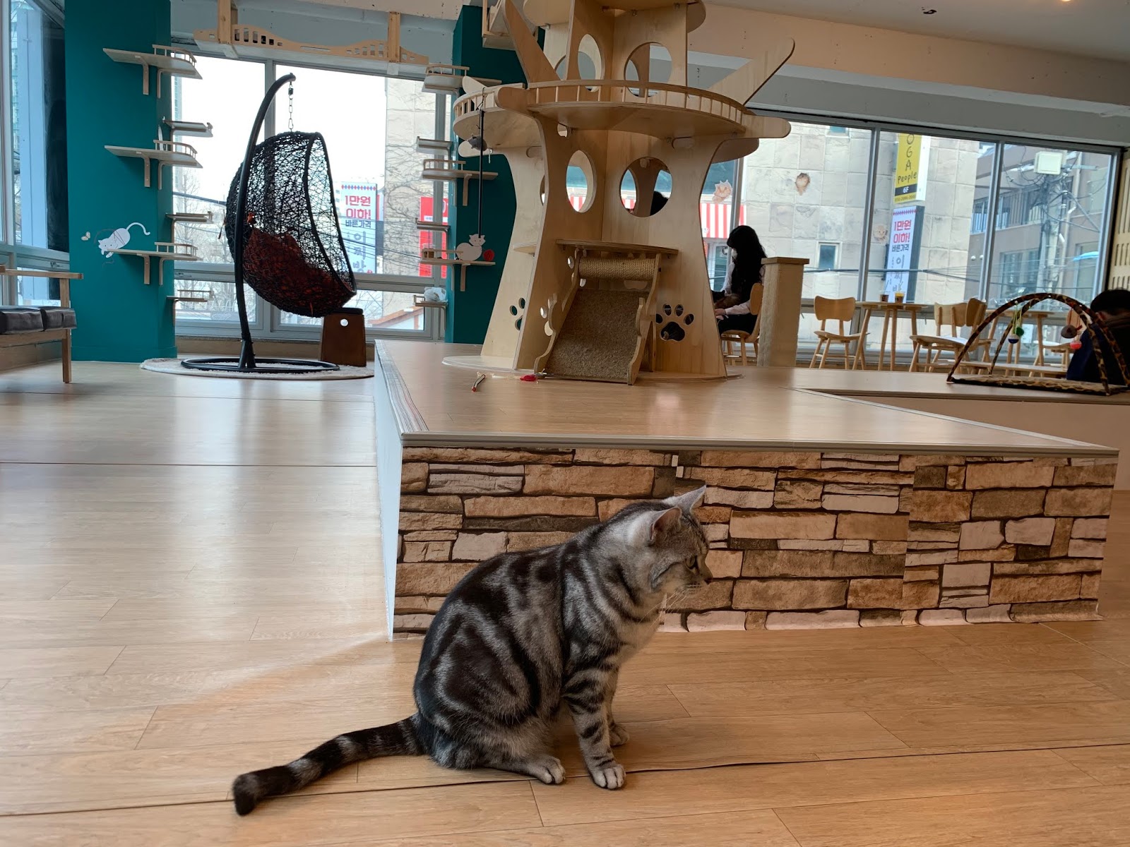 What's Up,Korea?) The best Cat cafe in Hongdae, Korea!