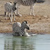 Zebra mashkull përpiqet të mbysë këlyshin, video shokuese: përse dëshiron ta eliminojë