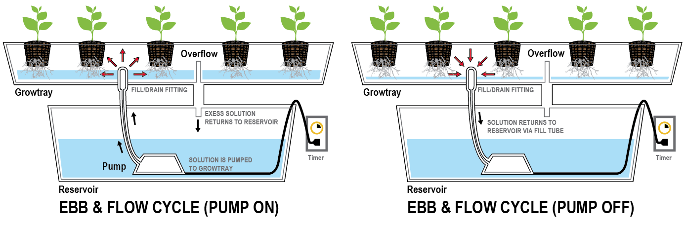 System Growing Plants Hydroponics System 