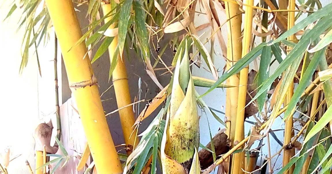 Process of cleaning and cooking fresh bamboo shoots