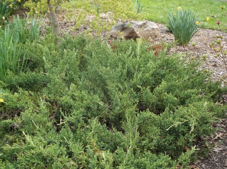 Future Plants by Randy Stewart: Junipers for all Landscapes