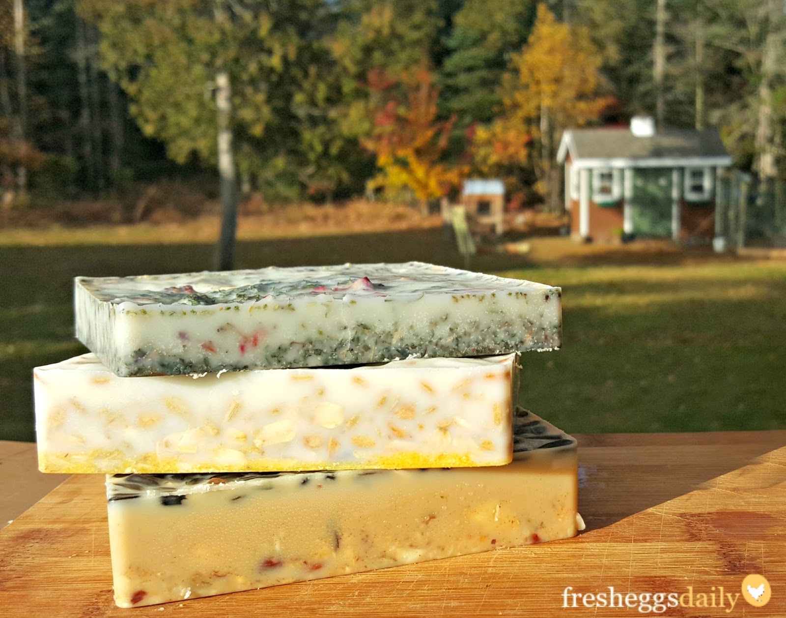 Coconut Oil Suet Cakes for Chickens or Wild Birds Fresh Eggs Daily