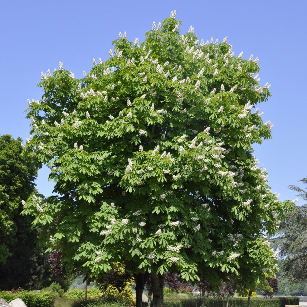 высота каштана. цветение каштана в москве. каштан дерево описание. каштан сколько лет. конский каштан обыкновенный.