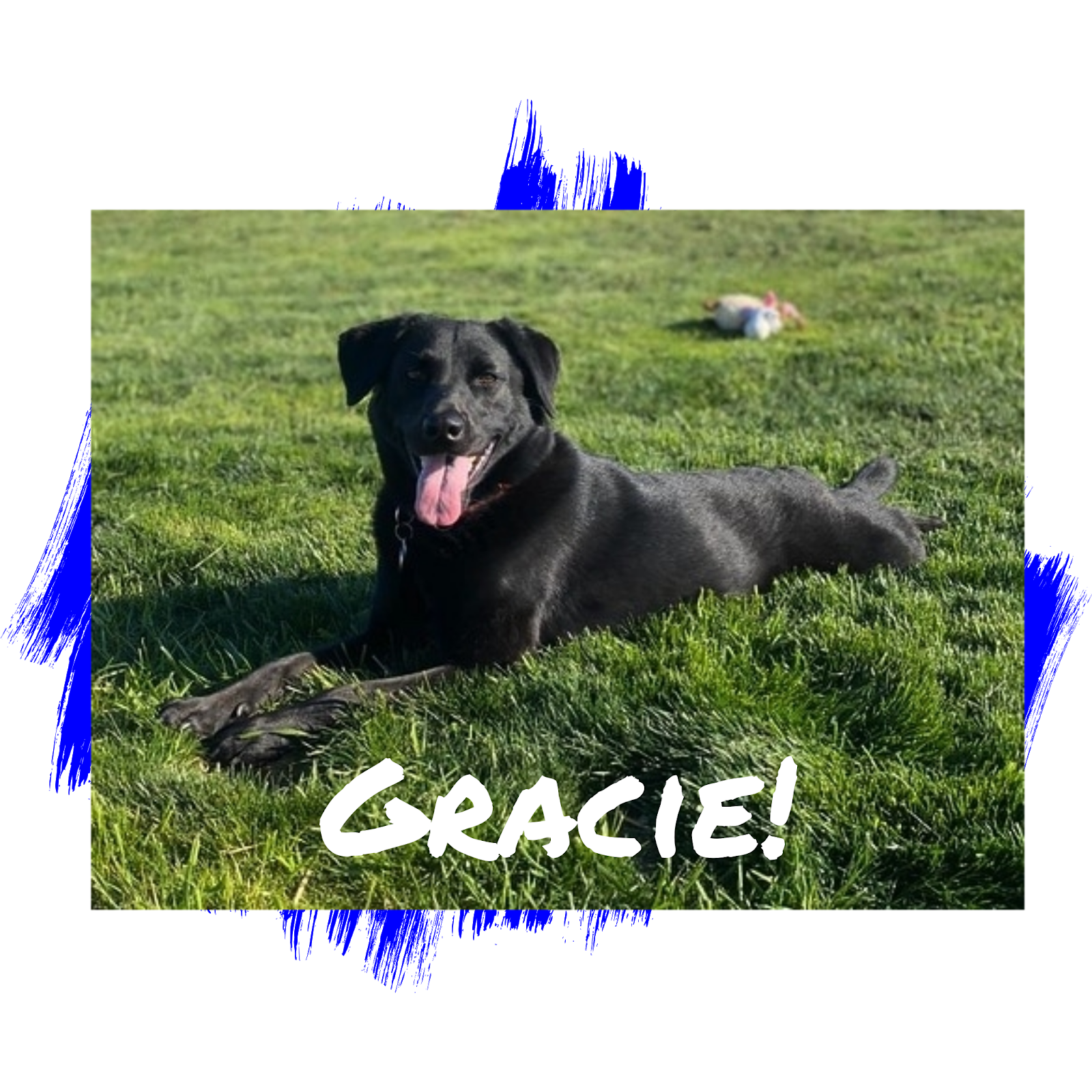 lab rescue dogs near me