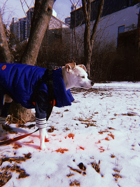 walking dog in a winter wonderland