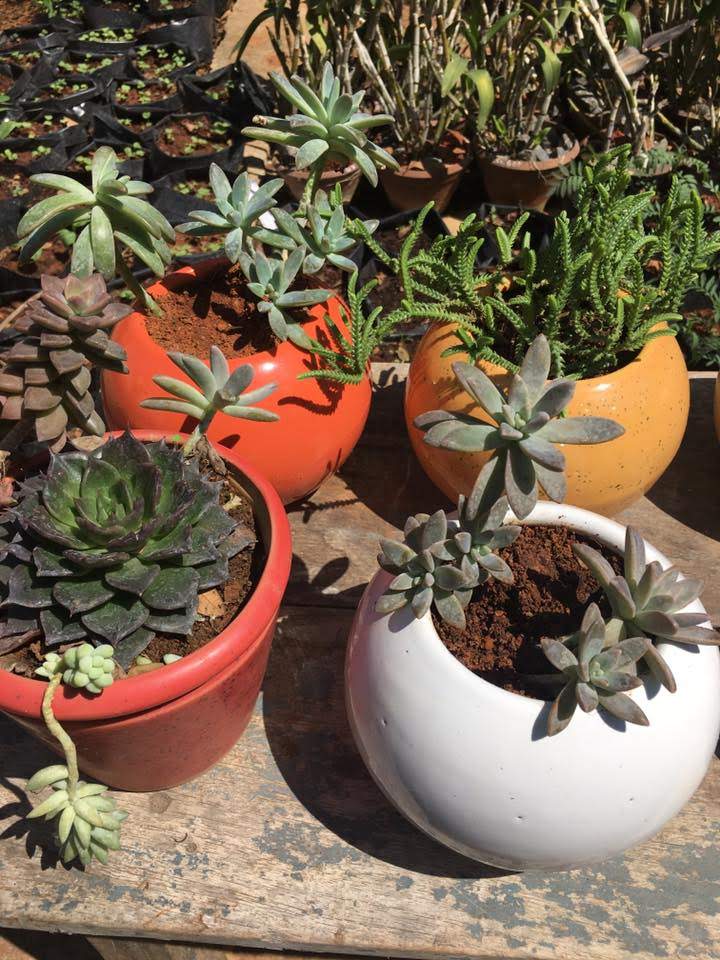 Succulents remove toxins and clean the air!