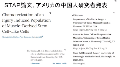  ＳＴＡＰ細胞研究　アメリカの論文