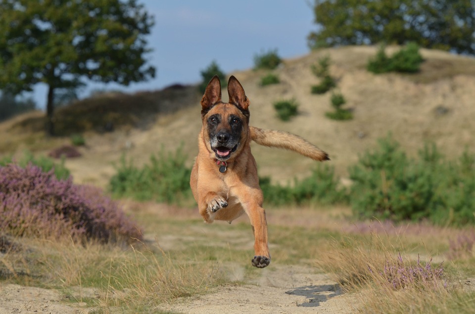 Top 15 Best Guard Dog Breeds in India