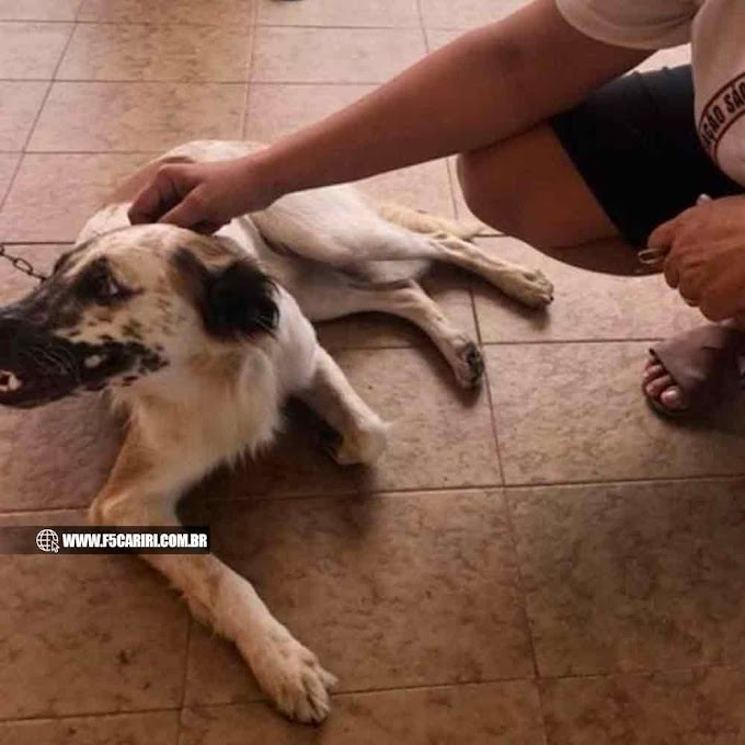  Cachorro move ação judicial contra agressor e ‘assina’ processo com digital da própria pata, no Ceará