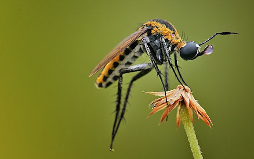 Hermoso mosquito by Uda Dennie (fotos macro)
