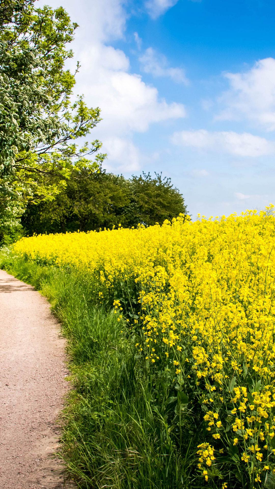 Желтые цветы в поле как называются. Flower Path. Field description