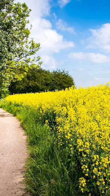 Path In Flower Field Wallpaper