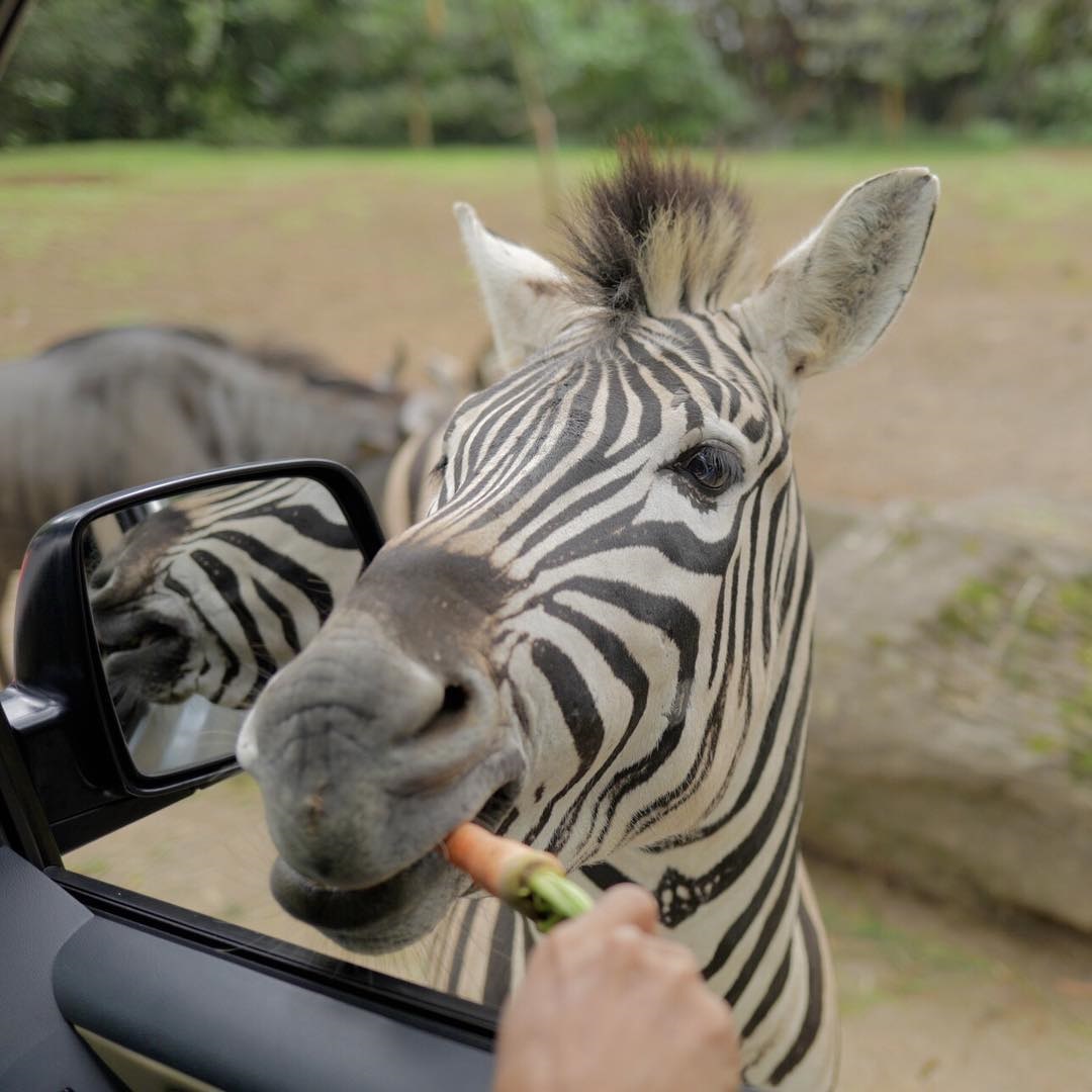 Aktivitas Dan Tiket Masuk Taman Safari Cisarua Bogor Oktober 2021 Wisata Oke