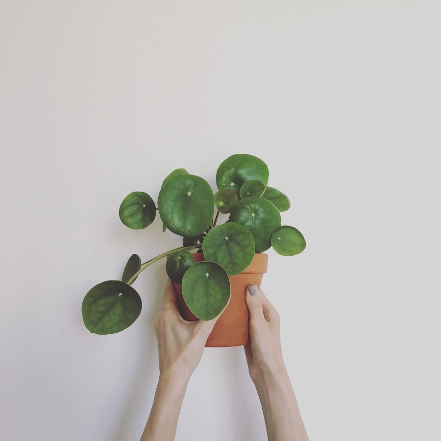 5 ideas muy fáciles para decorar tu casa con plantas | Plantas