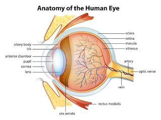  Mata, Penglihatan & Tips Naturopati