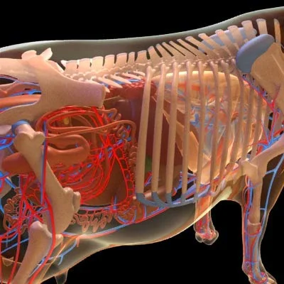 imagens-3d-anatomy-anatomia-veterinaria-veterinary-animal