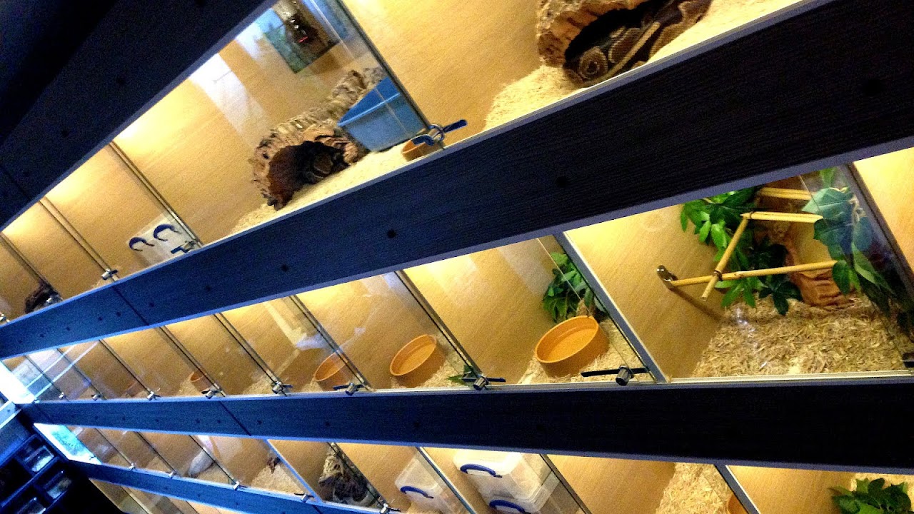 Exotic Pet Shops Near Me Pet choices