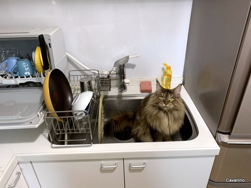 Cavallino 猫 ねこ ネコ メインクーンを飼おうと思う方にご注意 大家族通信