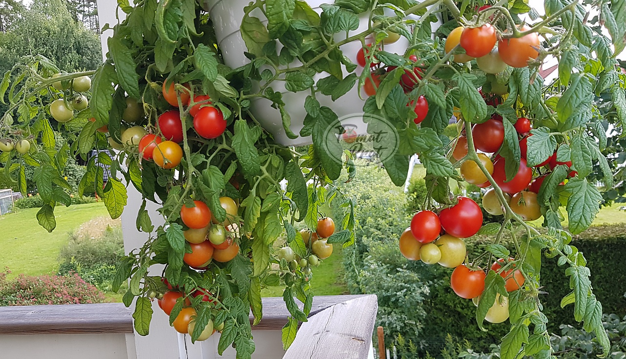 TomatPrat Maskotka en tidlig og god salattomat!