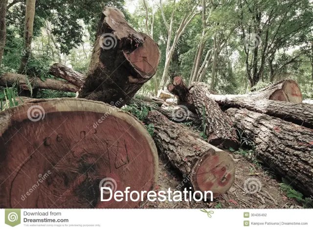 Deforestation