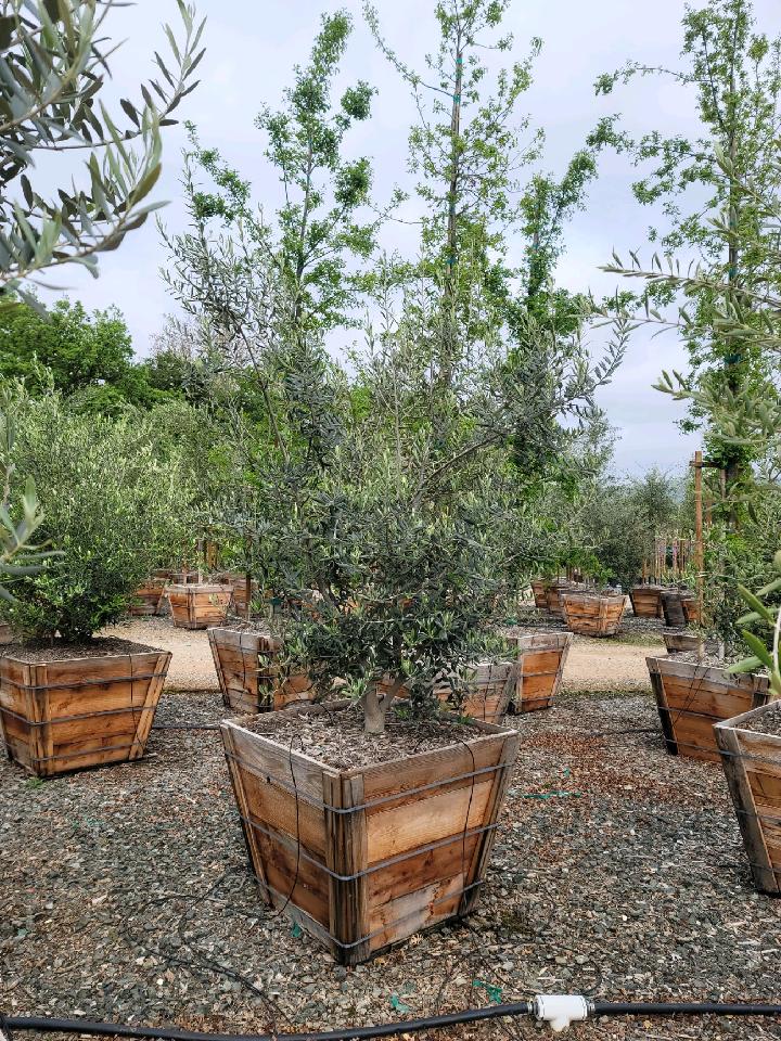 Recent Plant Photos at Western Tree Nursery Olea Arizona 36" box
