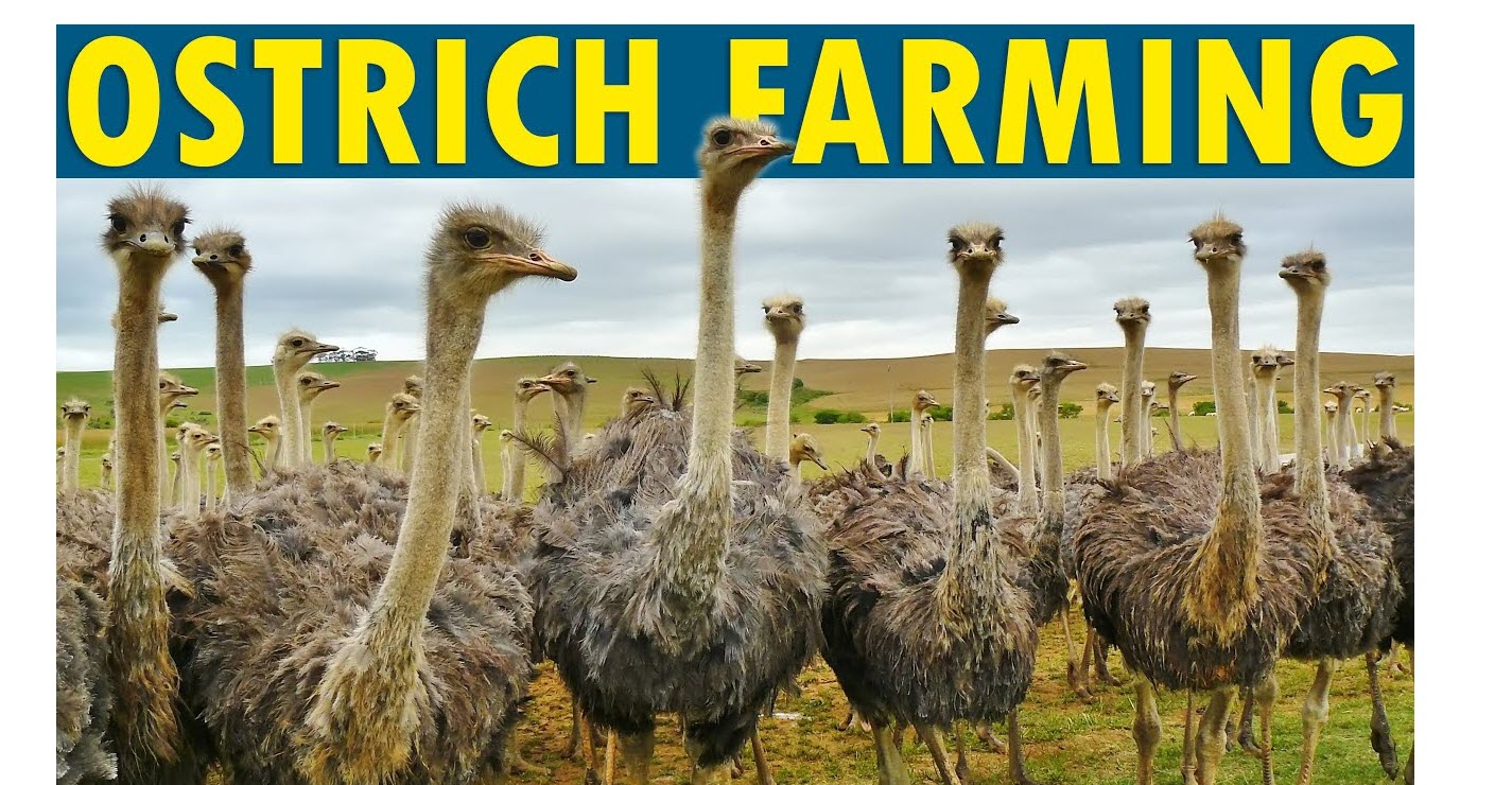 How to begin Ostrich farming for profit