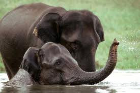 elephants, wild life in kerala is worth visiting during your holiday tour in kerala