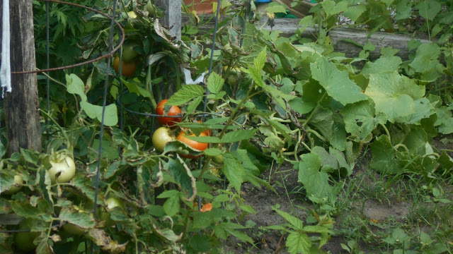 New York State of Mind: TOMATOES