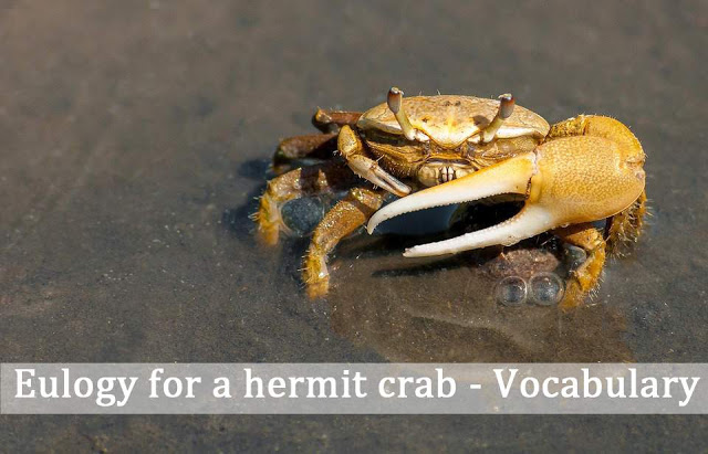 Eulogy for a hermit crab