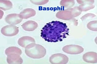 Basophil
