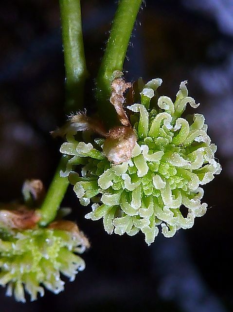 Liquidambar styraciflua «liquidámbar» - Id Plantae