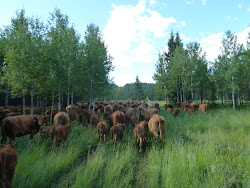 Cattle Drive to Rockies