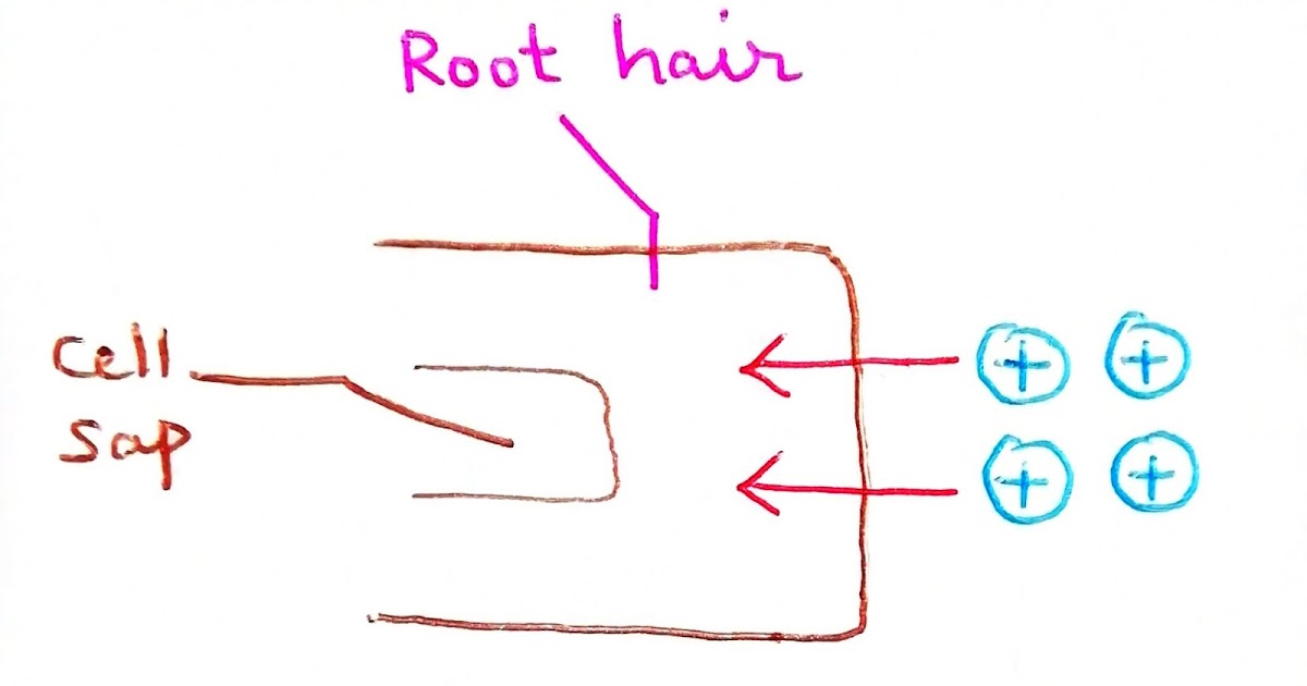Uptake of minerals, Active and passive uptake of minerals, Donnan’s
