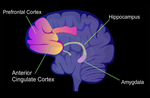 Иллюстрация областей головного мозга, изучаемых при психических заболеваниях: передняя поясная извилина, миндалевидное тело, лобные доли, гиппокамп.