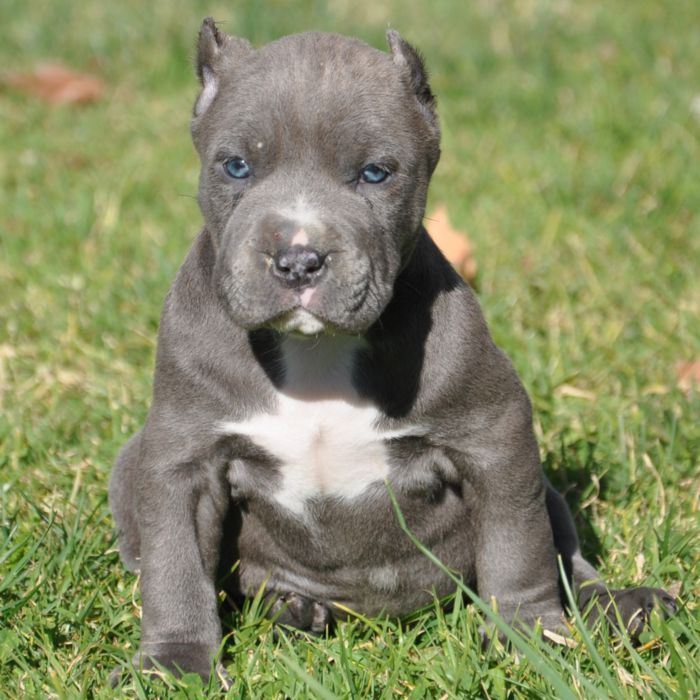 dog blue pitbull dog