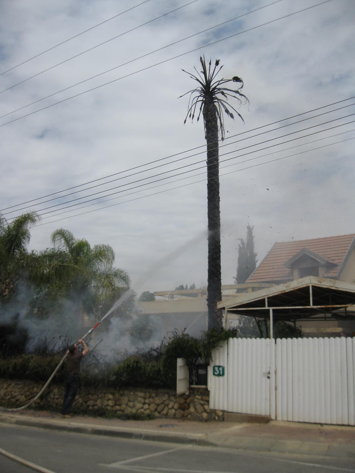 Jerusalem Hills daily photo Spontaneous combustion? A palm in flames