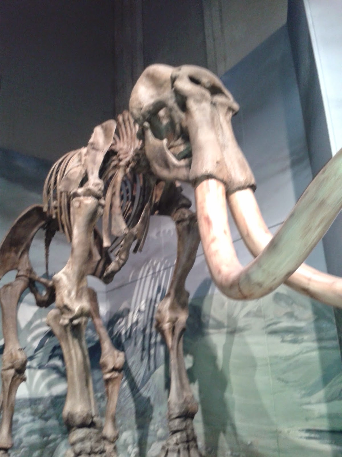 dig a mammoth skeleton