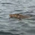 Ψαράδες βρήκαν αγριογούρουνο να κολυμπά μεσοπέλαγα στη Φθιώτιδα. Στο σημείο το βάθος ξεπερνούσε τα 70 μέτρα. Δείτε το βίντεο... 