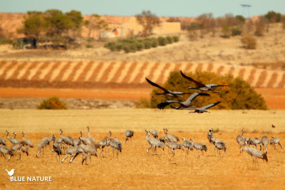 También dimos una vuelta por los campos de alrededor para encontrar los grandes bandos de grullas (Grus grus) que se alimentan y descansan antes de acercarse a dormir a las zonas encharcadas.