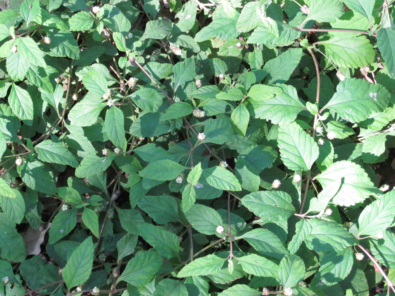 Aztec sweet herb plant