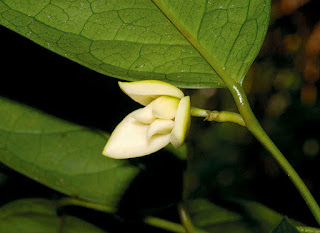 ดอกจำปูน ไม้ดอกหอม พันธุ์ไม้พื้นเมืองไทย Anaxagorea javanica