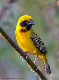 Mengenal Burung Manyar Sang Pengayam Cerdas Bak Arsitek Burung