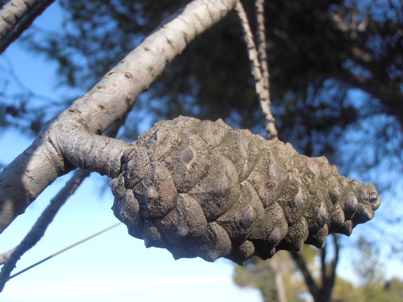 Entre plantas y bichos: Como distinguir especies de pinos