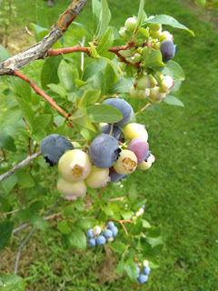 Will The Bottoms Of My Red Cedar Juniper Bushes Ever Grow Back