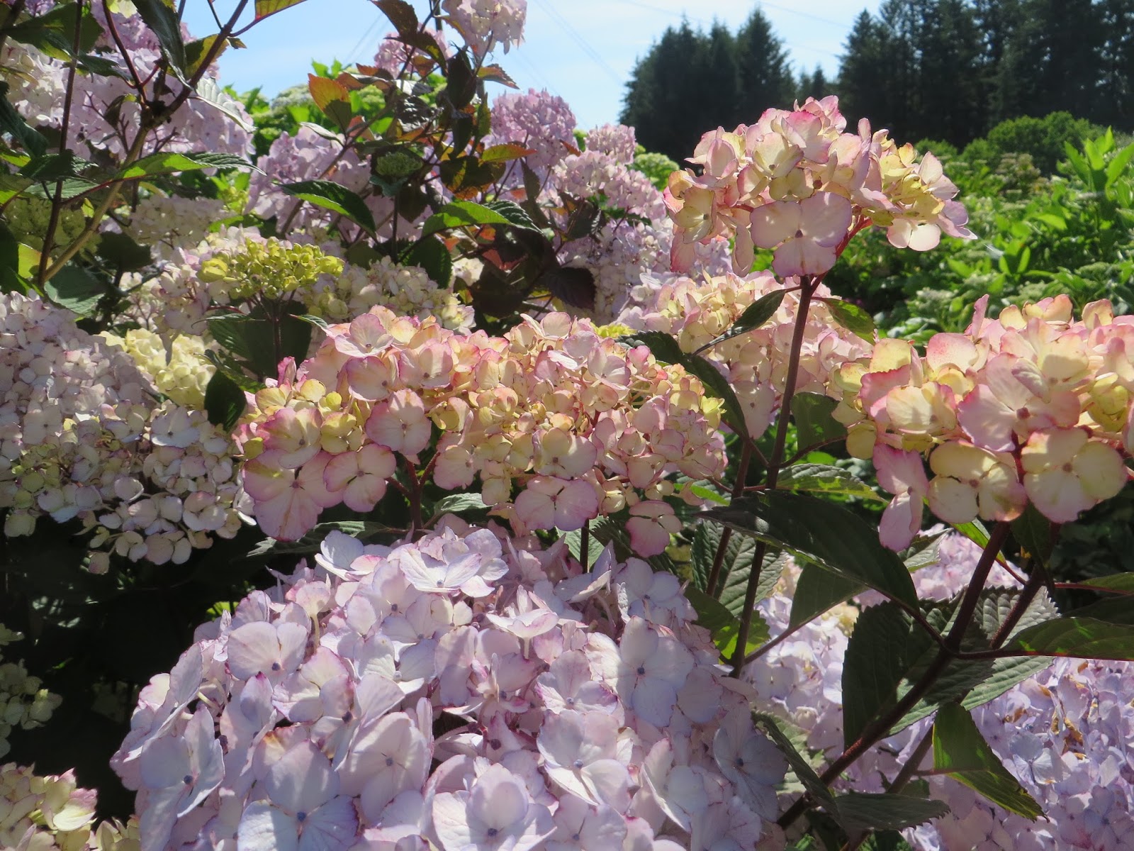 Minnesota Snowflake Mock Orange And Peonies How Pretty Bet I